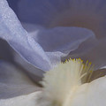 Blue Iris 3